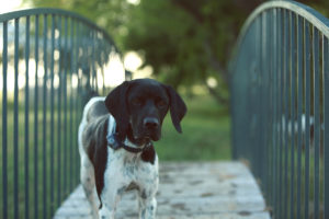 Burning Tree Ranch Bridge