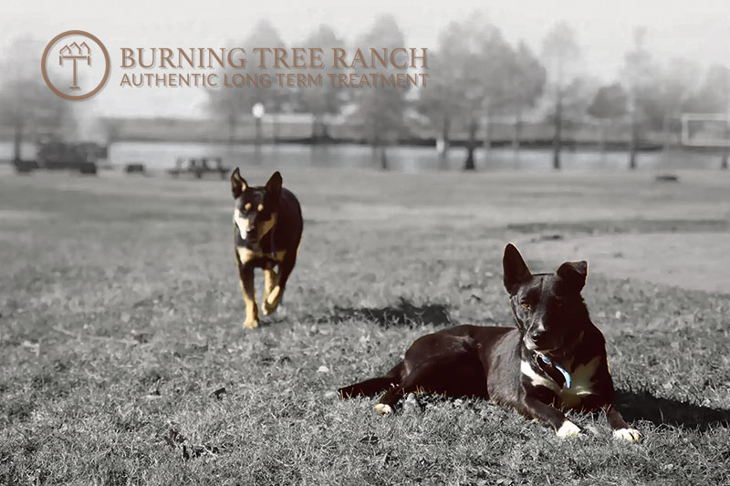 Two Rescued Dogs at Burning Tree Ranch