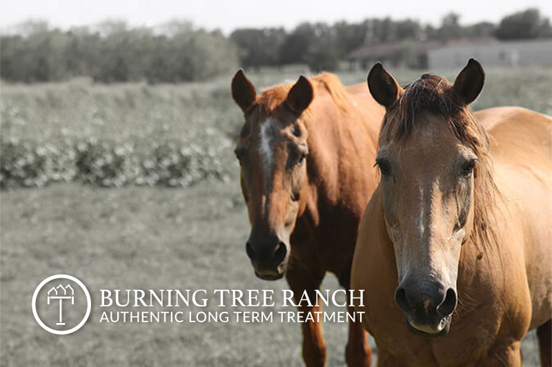 Two Horses Side-by-Side at Burning Tree Ranch