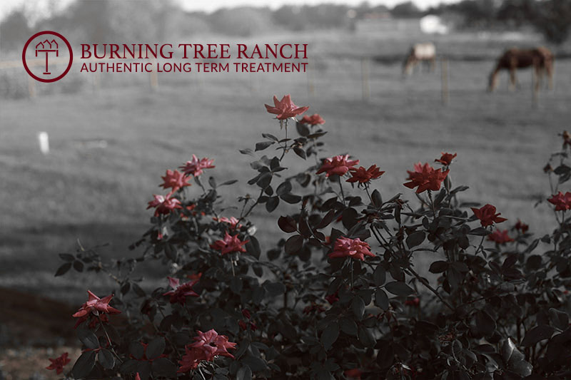 Stark Red Rose Bushes with Horses at Burning Tree Ranch