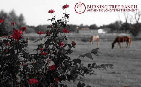 Stark Red Rose Bushes with Horses at Burning Tree Ranch
