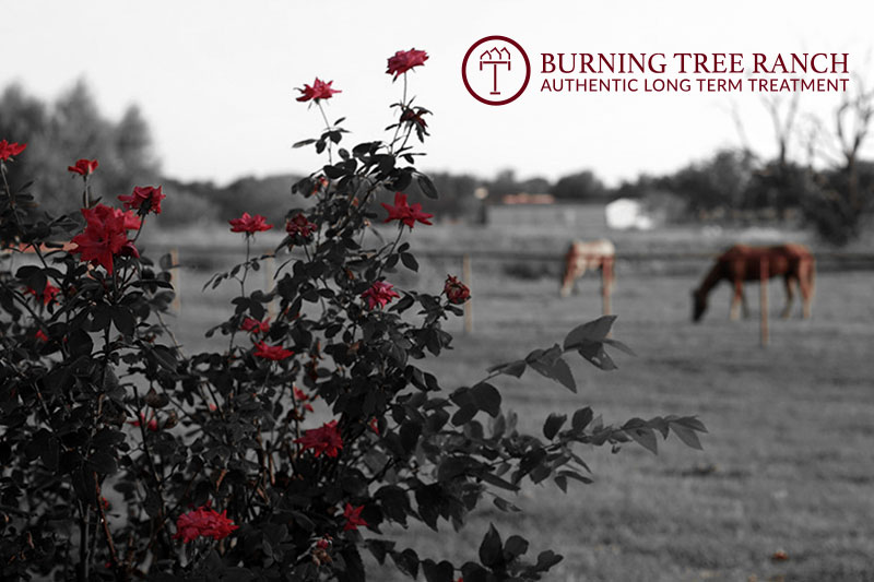 Stark Red Rose Bushes with Horses at Burning Tree Ranch