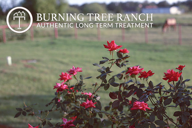 Colorful Rose Bushes at Burning Tree Ranch