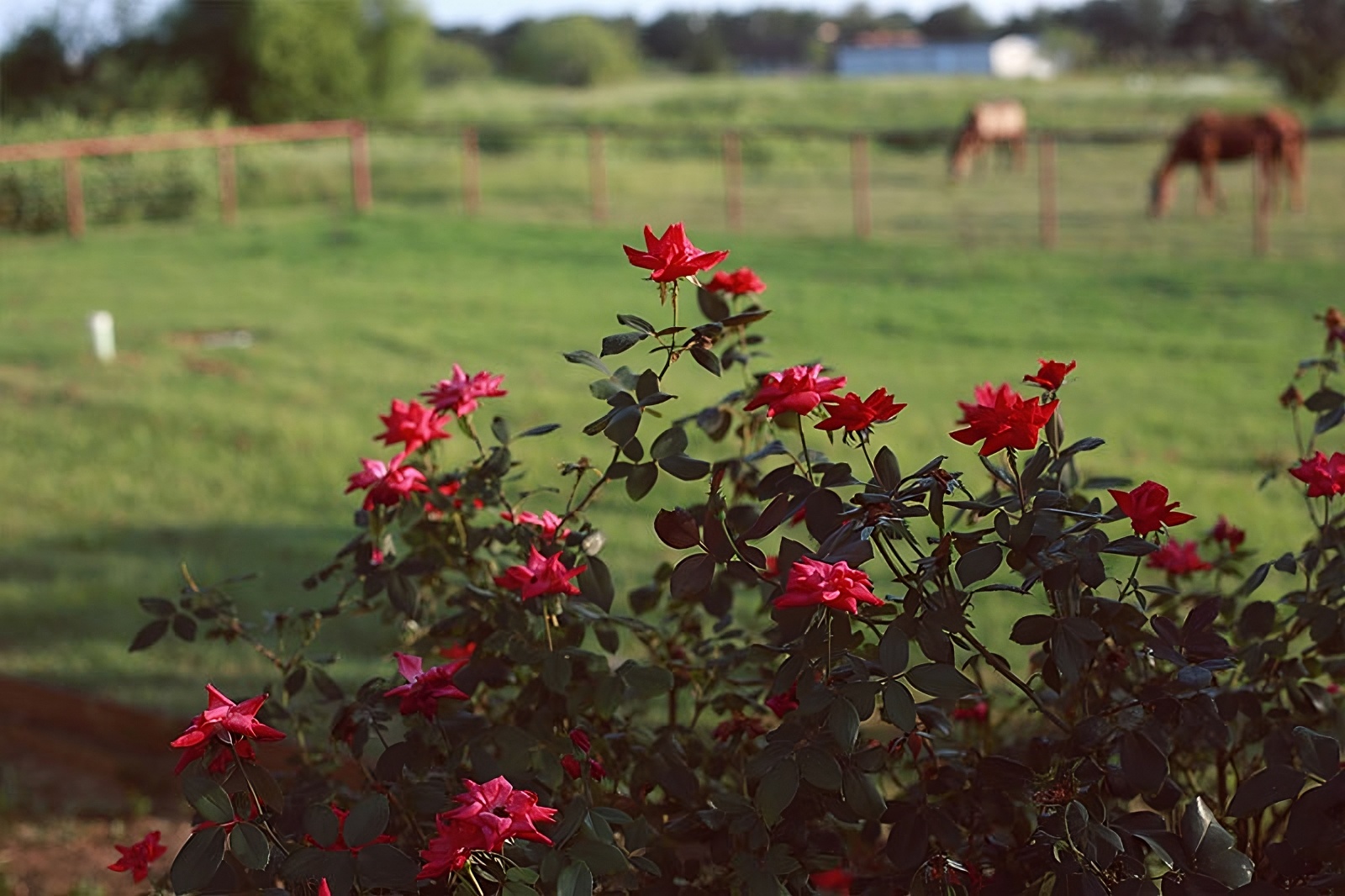 Addiction Therapies | Chronic Relapse | Burning Tree Ranch