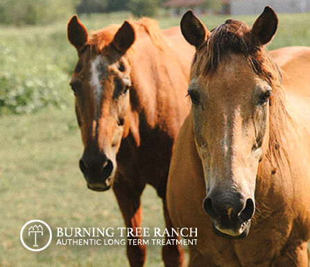 Two horses in the pasture at Burning Tree Ranch