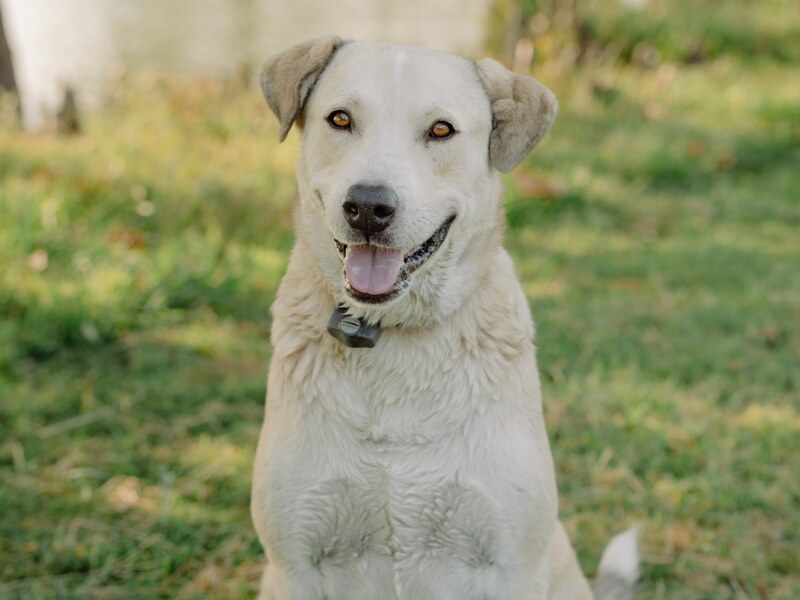 A cream Labrador sitting on the grass at Burning Tree Ranch