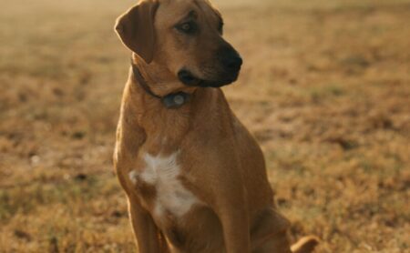 A red hound sitting in a sunlit field at Burning Tree Ranch