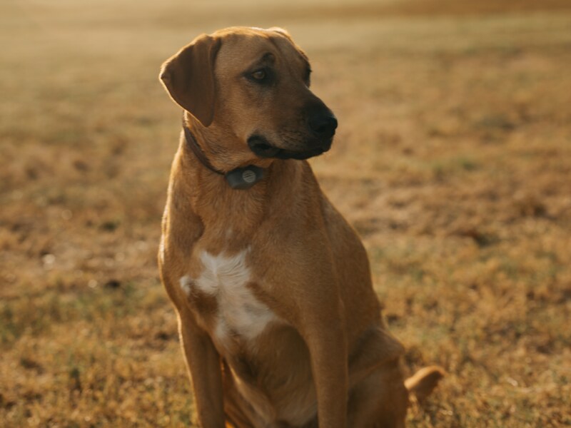 A red hound sitting in a sunlit field at Burning Tree Ranch