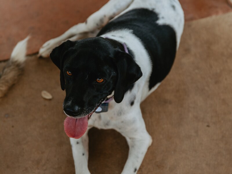 A black-and-white spotted pointer lying on the patio at Burning Tree Ranch