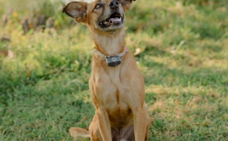A tan terrier mix sitting in the grass at Burning Tree Ranch
