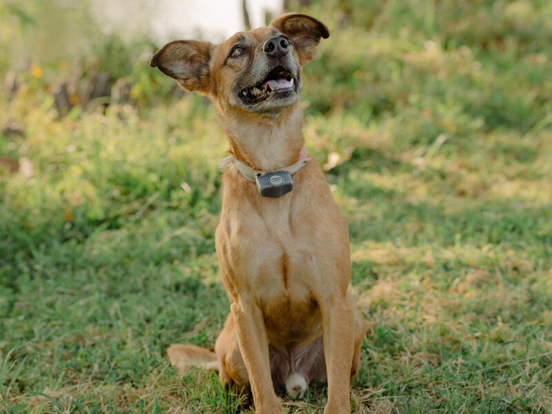 A tan terrier mix sitting in the grass at Burning Tree Ranch
