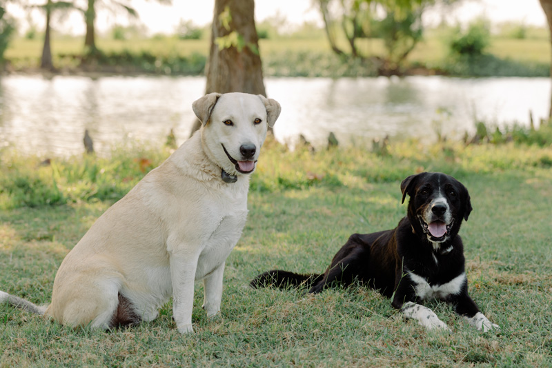 A cream Labrador and a black-and-white Labrador on the lawn by the lake at Burning Tree Ranch