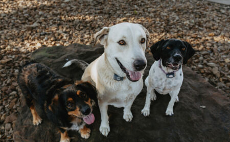 Three ranch dogs sitting together on a large rock at Burning Tree Ranch