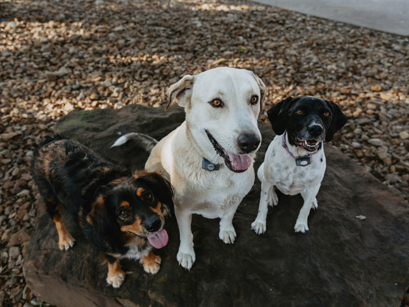 Three ranch dogs sitting together on a large rock at Burning Tree Ranch