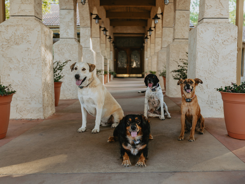 Five ranch dogs in the arched walkway at Burning Tree Ranch