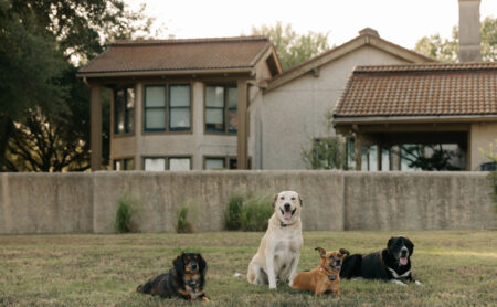 Four ranch dogs on the lawn outside a residence at Burning Tree Ranch