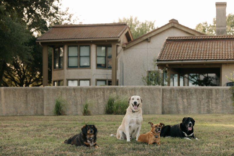 Four ranch dogs on the lawn outside a residence at Burning Tree Ranch